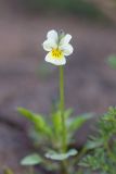 Viola arvensis