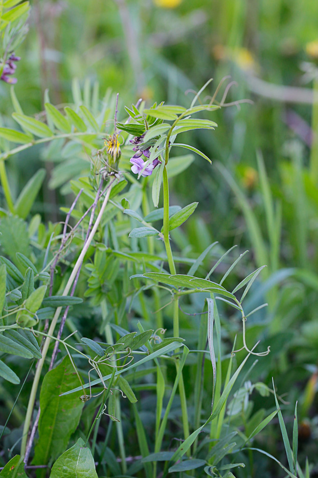 Image of Vicia sepium specimen.