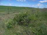 Spiraea litwinowii