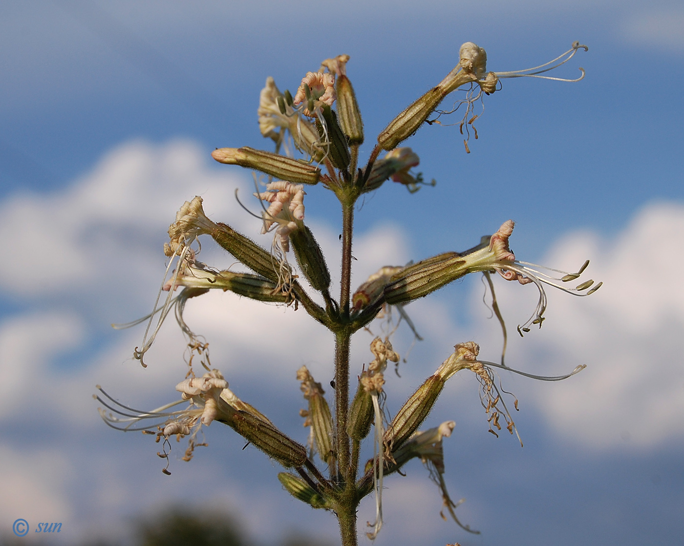 Image of Silene viscosa specimen.