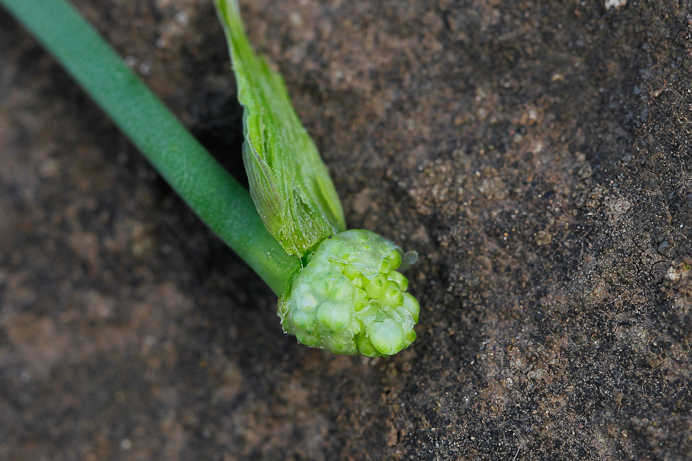 Изображение особи Allium lineare.