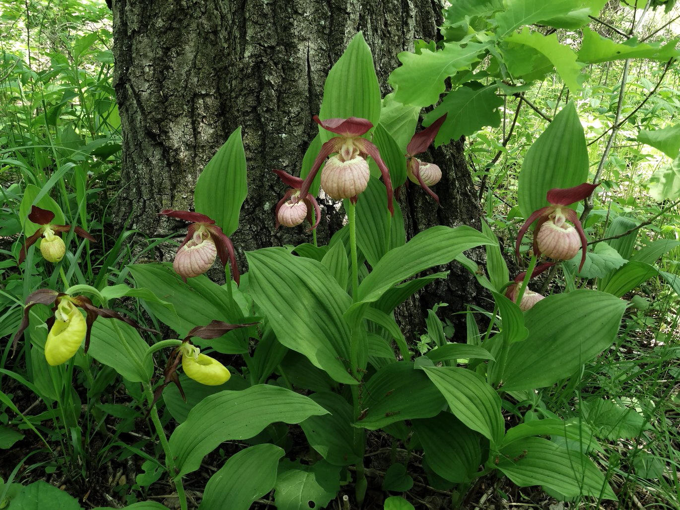 Image of Cypripedium &times; ventricosum specimen.