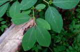 Lonicera xylosteum. Побег с созревающими плодами. Московская обл., Сергиево-Посадский р-н, окр. Абрамцево, хвойно-широколиственный лес. 07.06.2014.