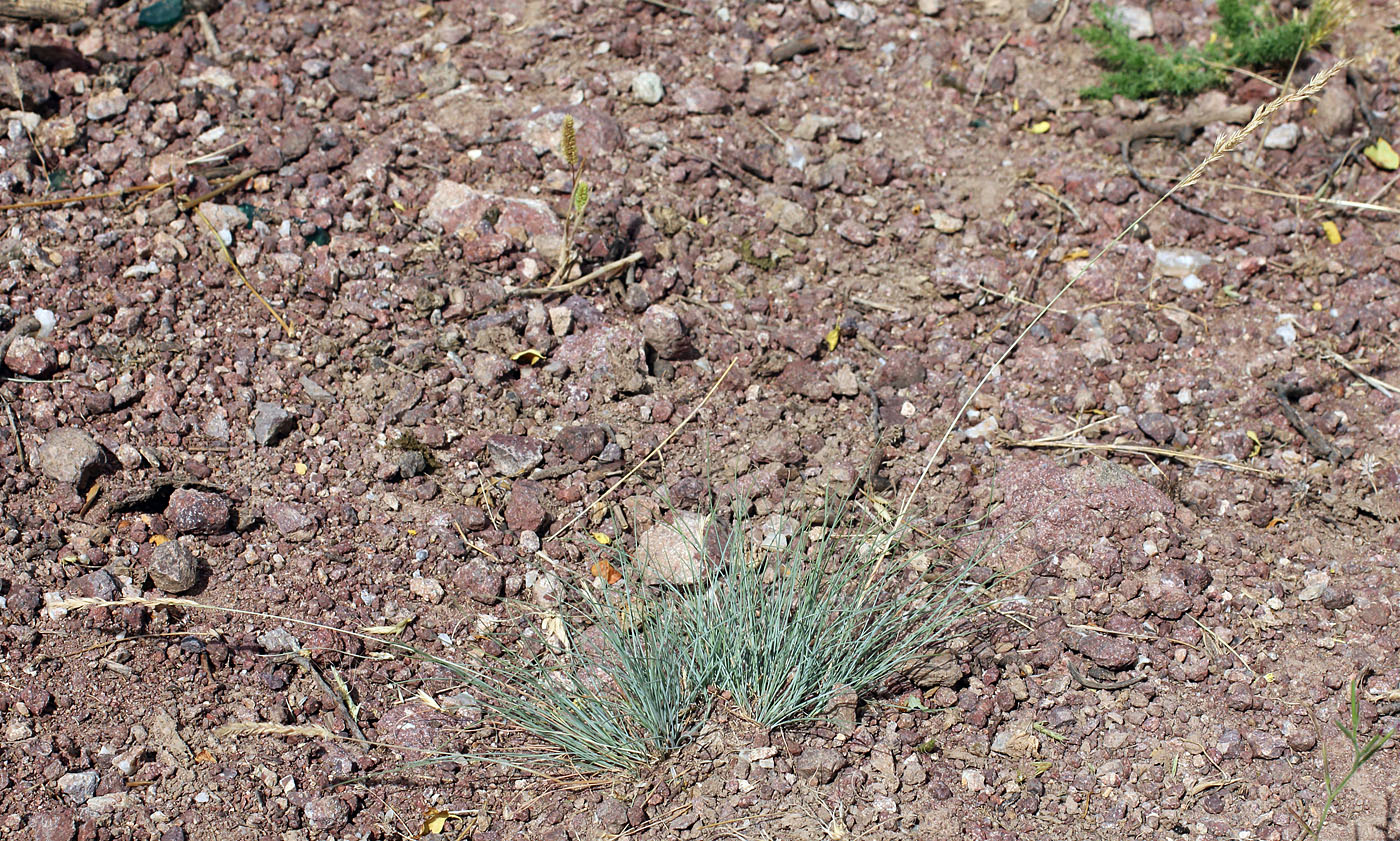 Изображение особи Festuca valesiaca.