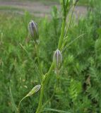Campanula persicifolia. Часть соцветия с бутонами. Белгородская обл., Губкинский р-н, обочина дороги у отвала ЛГОКа. 15 июня 2009 г.
