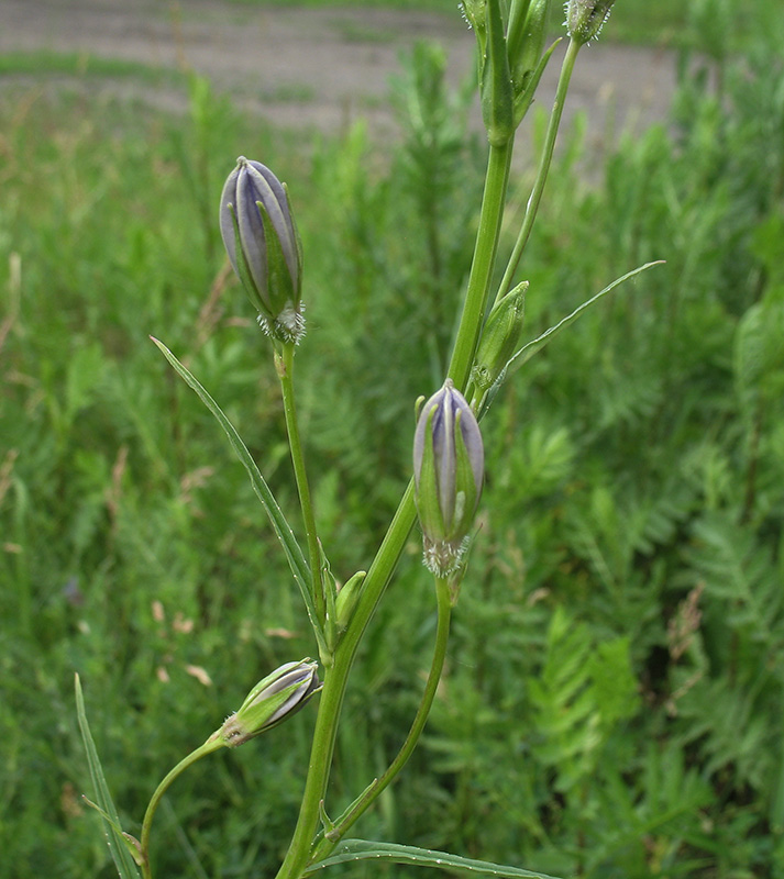 Image of Campanula persicifolia specimen.