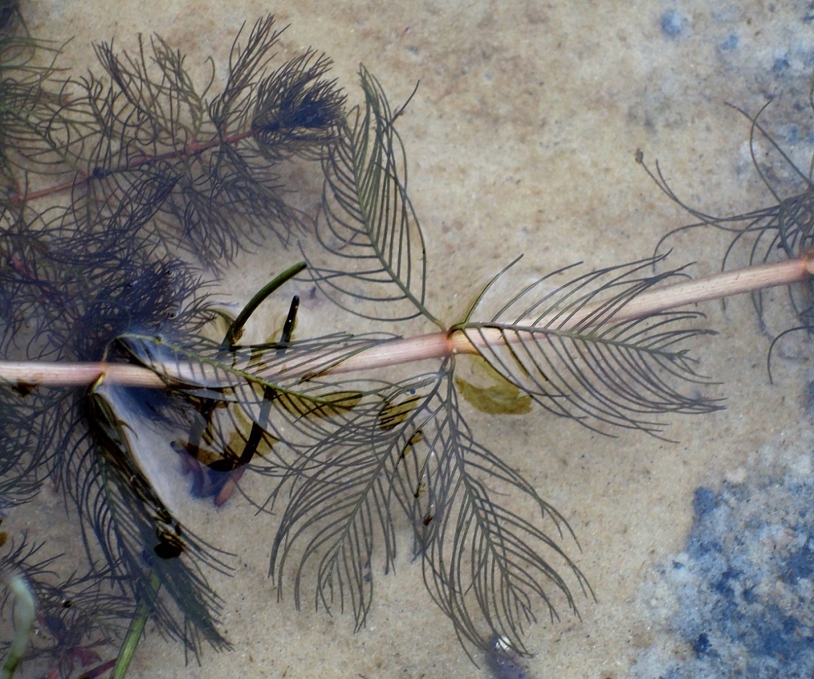 Изображение особи Myriophyllum spicatum.