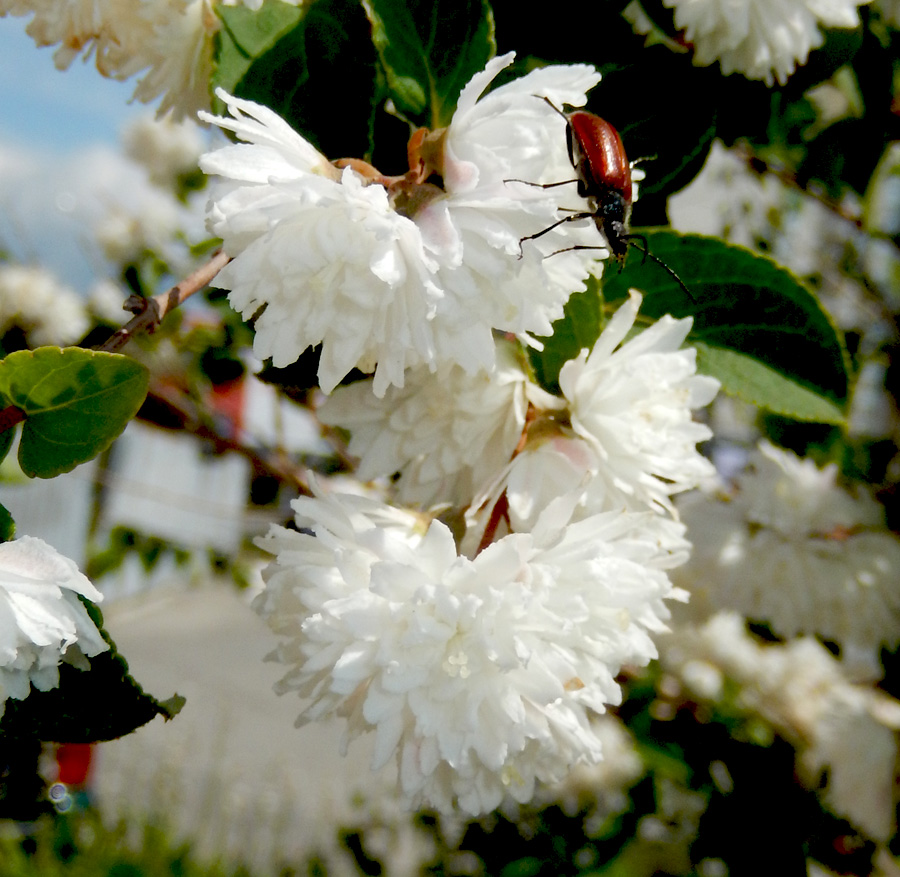 Изображение особи Deutzia scabra var. candidissima.