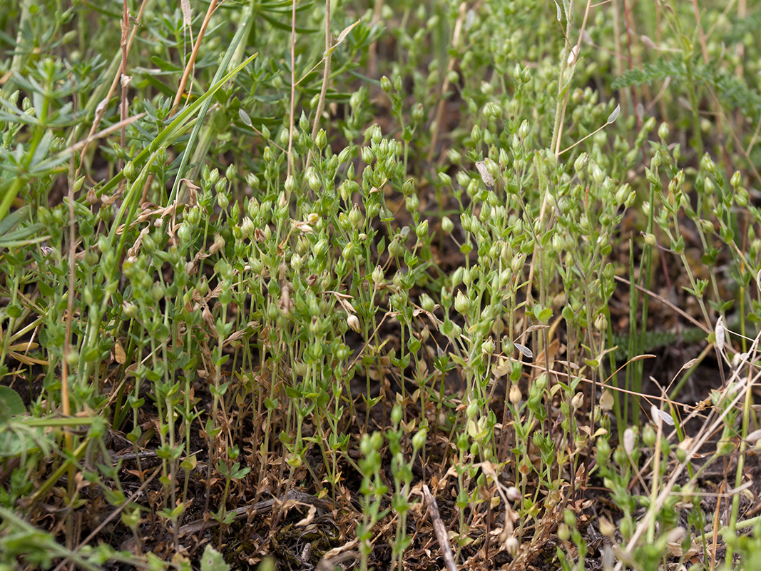 Image of Arenaria serpyllifolia specimen.