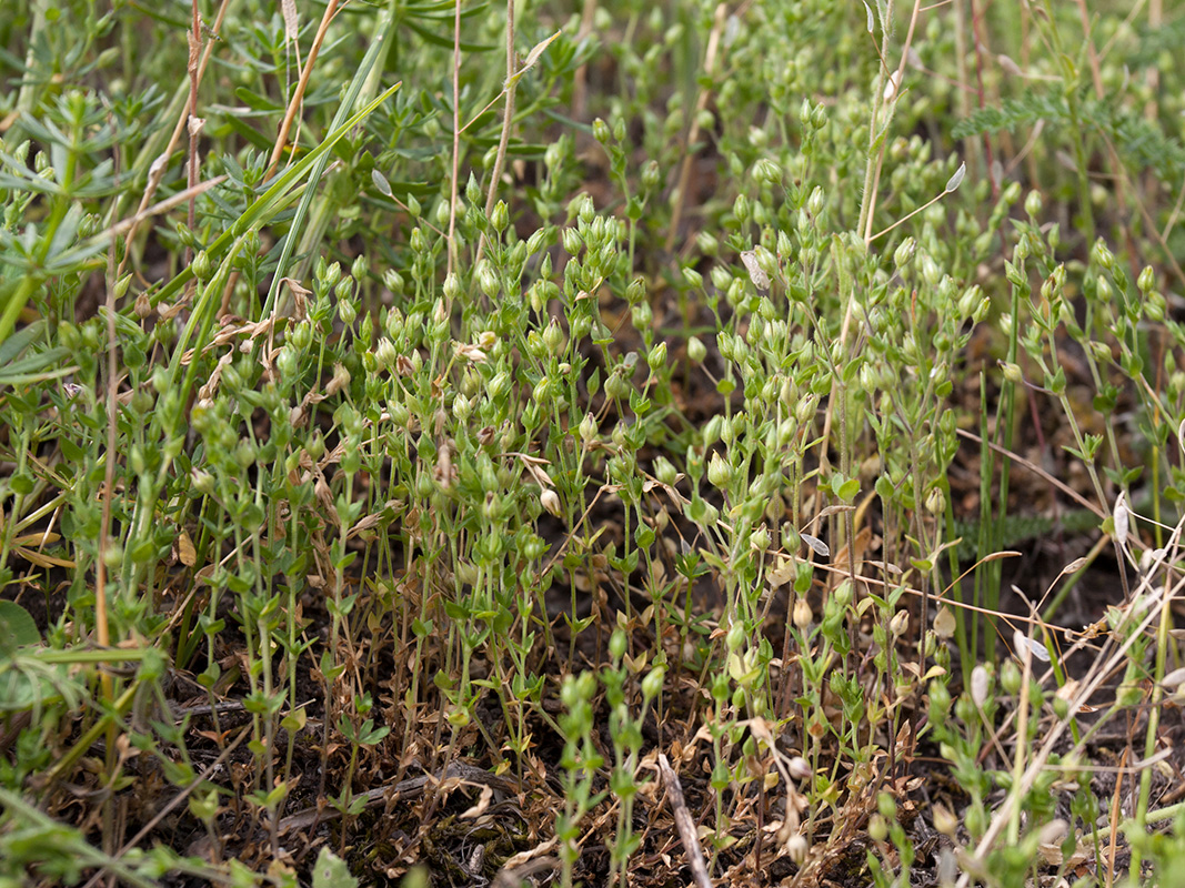 Изображение особи Arenaria serpyllifolia.