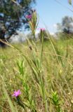 Dianthus armeria
