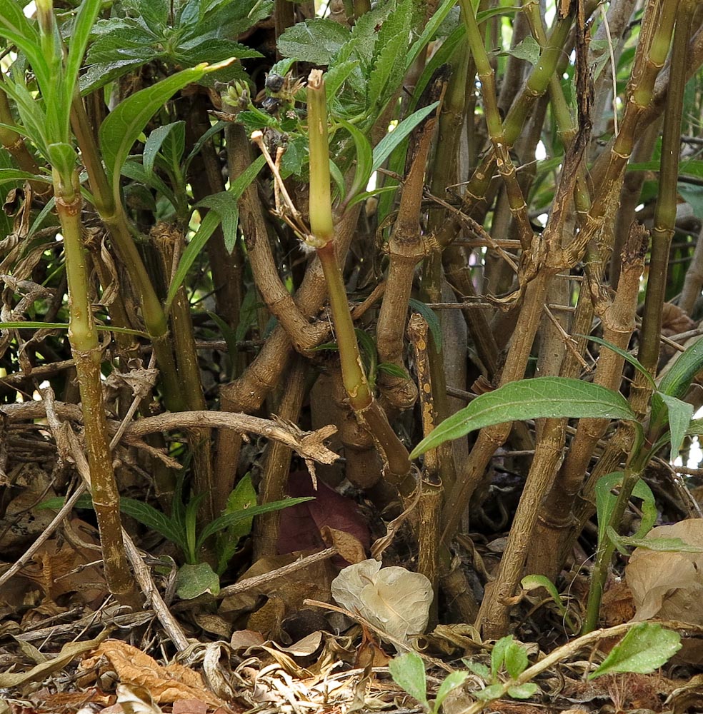 Изображение особи Ruellia simplex.