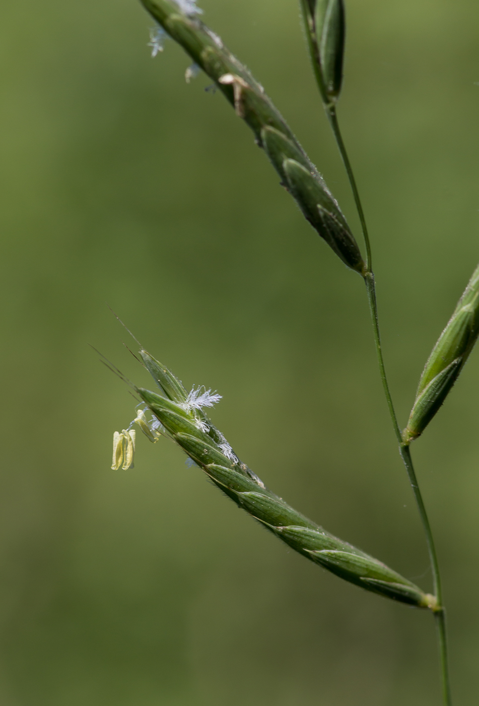 Изображение особи Brachypodium pinnatum.