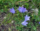 Campanula biebersteiniana. Цветущие растения. Северная Осетия, Ирафский р-н, долина р. Гебидон, ≈ 2500 м н.у.м., альпийский луг. 07.07.2016.