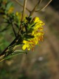 Orthanthella lutea