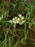 Lactuca indica. Верхушка цветущего растения. Приморье, окр. г. Находка, на лесной поляне. 14.08.2016.