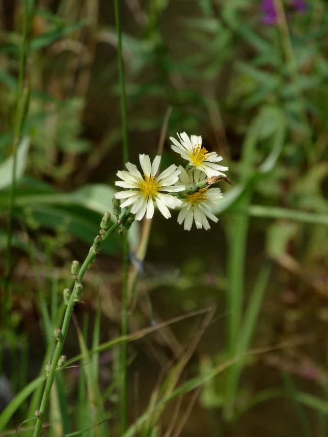 Изображение особи Lactuca indica.