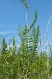 Filipendula vulgaris