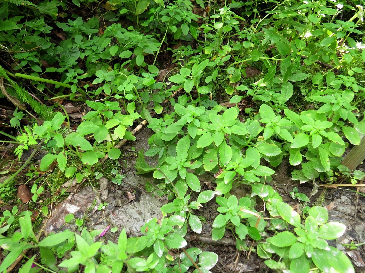 Изображение особи Chrysosplenium ovalifolium.