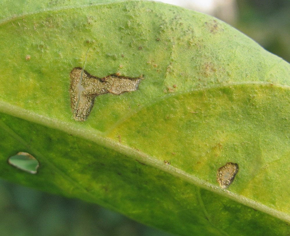 Image of Capsicum annuum specimen.