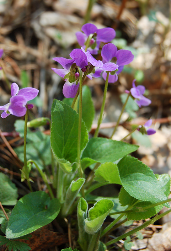 Image of Viola hirta specimen.