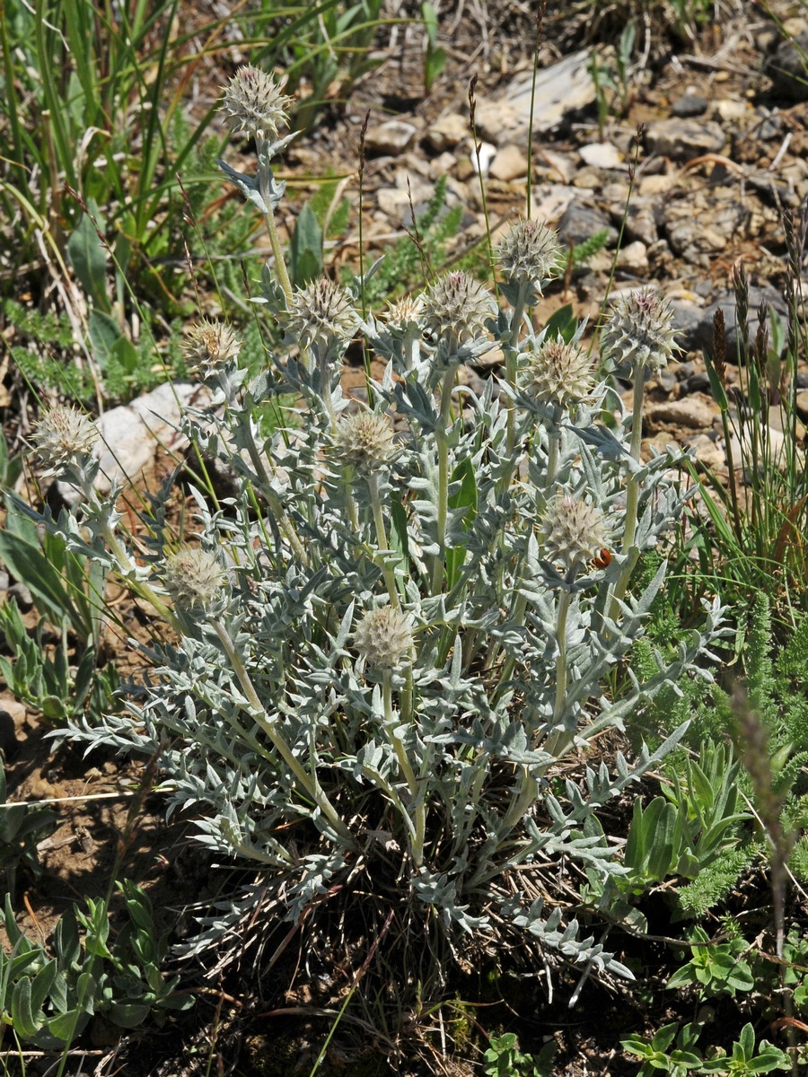 Изображение особи Cousinia caespitosa.