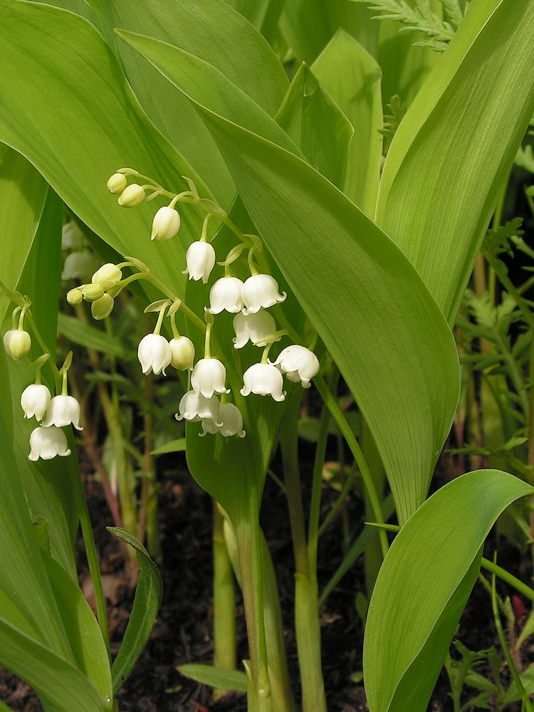 Image of Convallaria keiskei specimen.