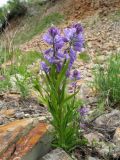 Polygala hybrida. Цветущее растение. Казахстан, Сев. Тянь-Шань, хр. Кетмень, окр. рудника \"Туюк\", старые отвалы на склоне сев. экспозиции, ≈ 2000 м н.у.м. 23 мая 2016 г.