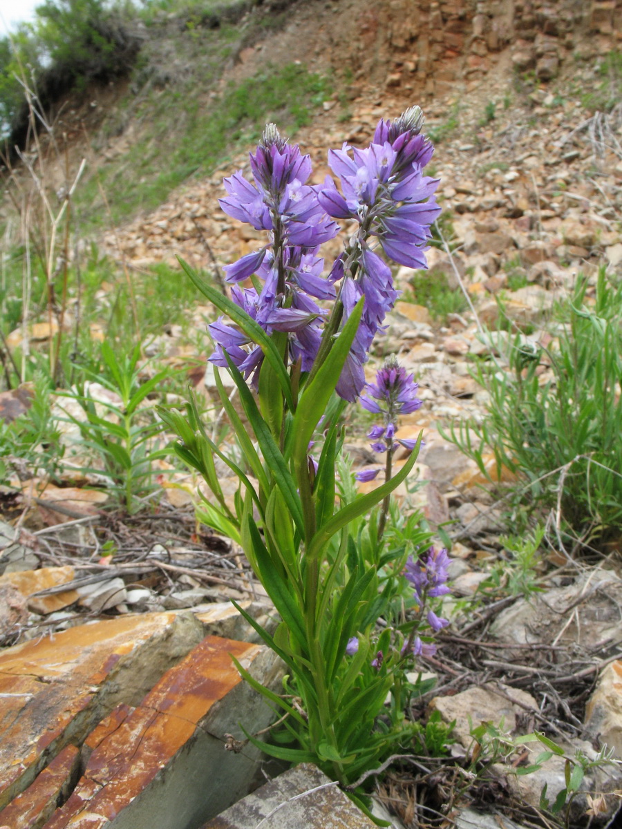 Изображение особи Polygala hybrida.