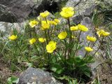 Ranunculus alberti