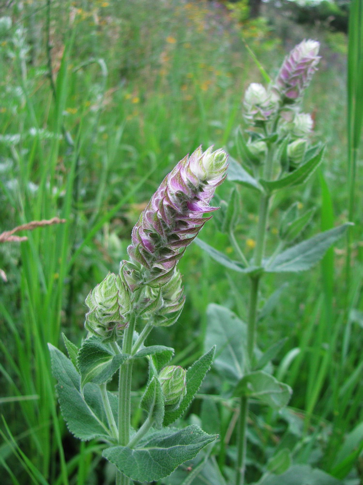 Изображение особи Salvia tesquicola.