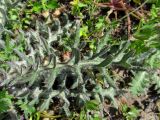 род Cirsium