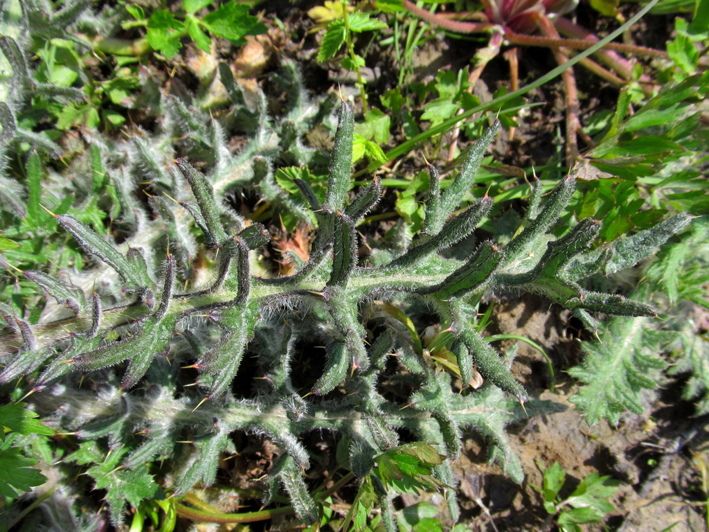 Image of genus Cirsium specimen.