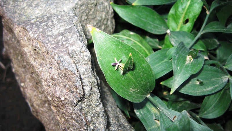 Image of Ruscus hypoglossum specimen.