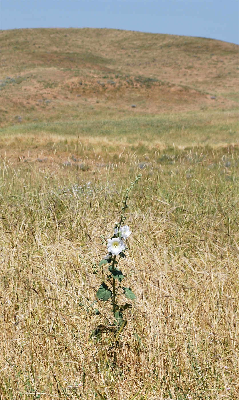 Image of Alcea nudiflora specimen.