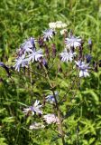 Lactuca sibirica