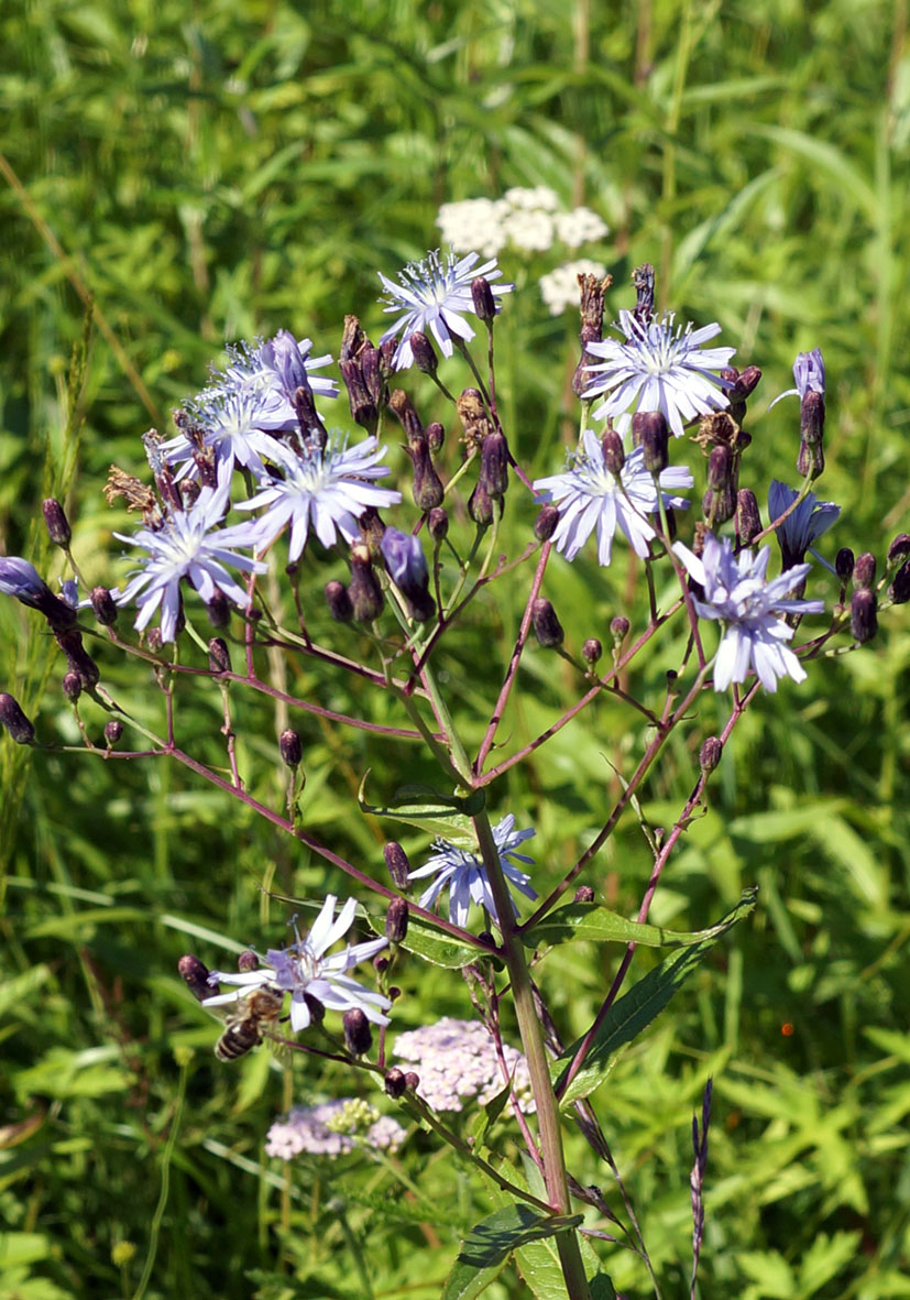 Изображение особи Lactuca sibirica.