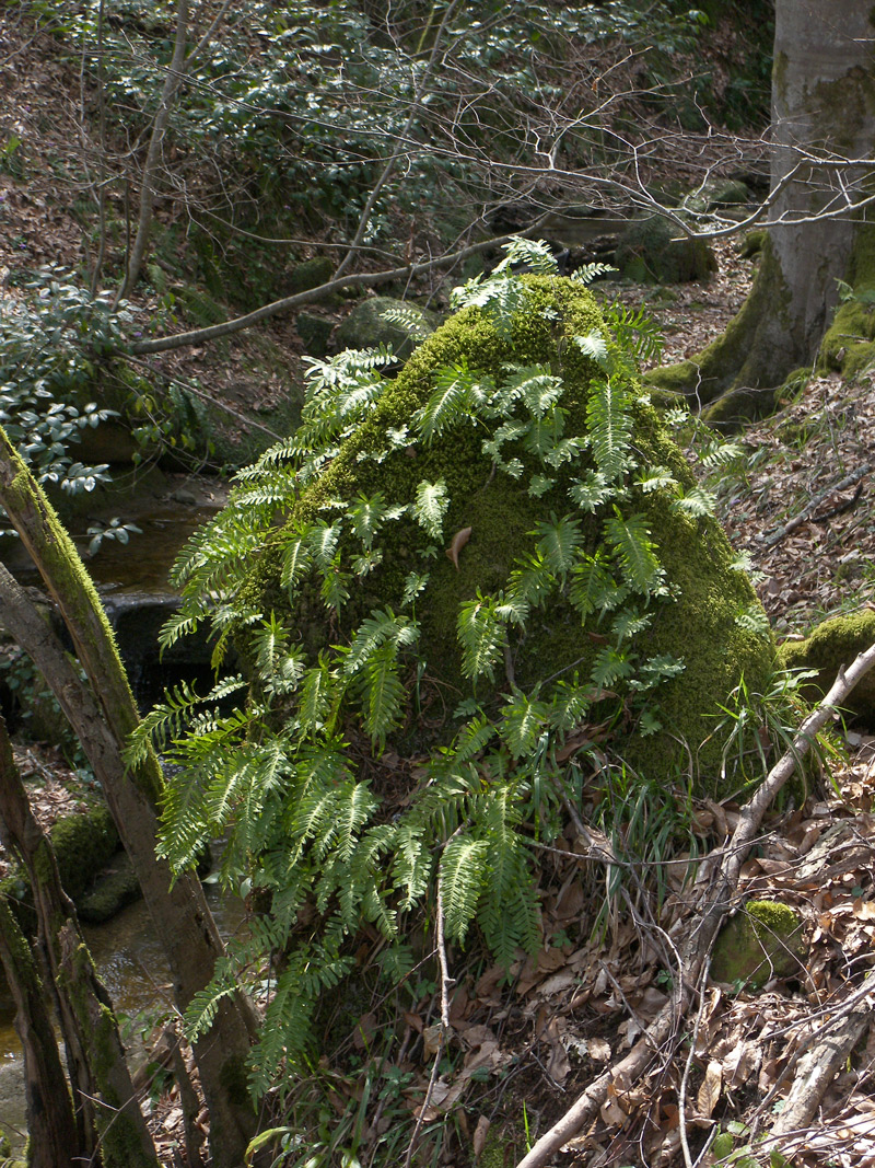 Image of Polypodium vulgare specimen.