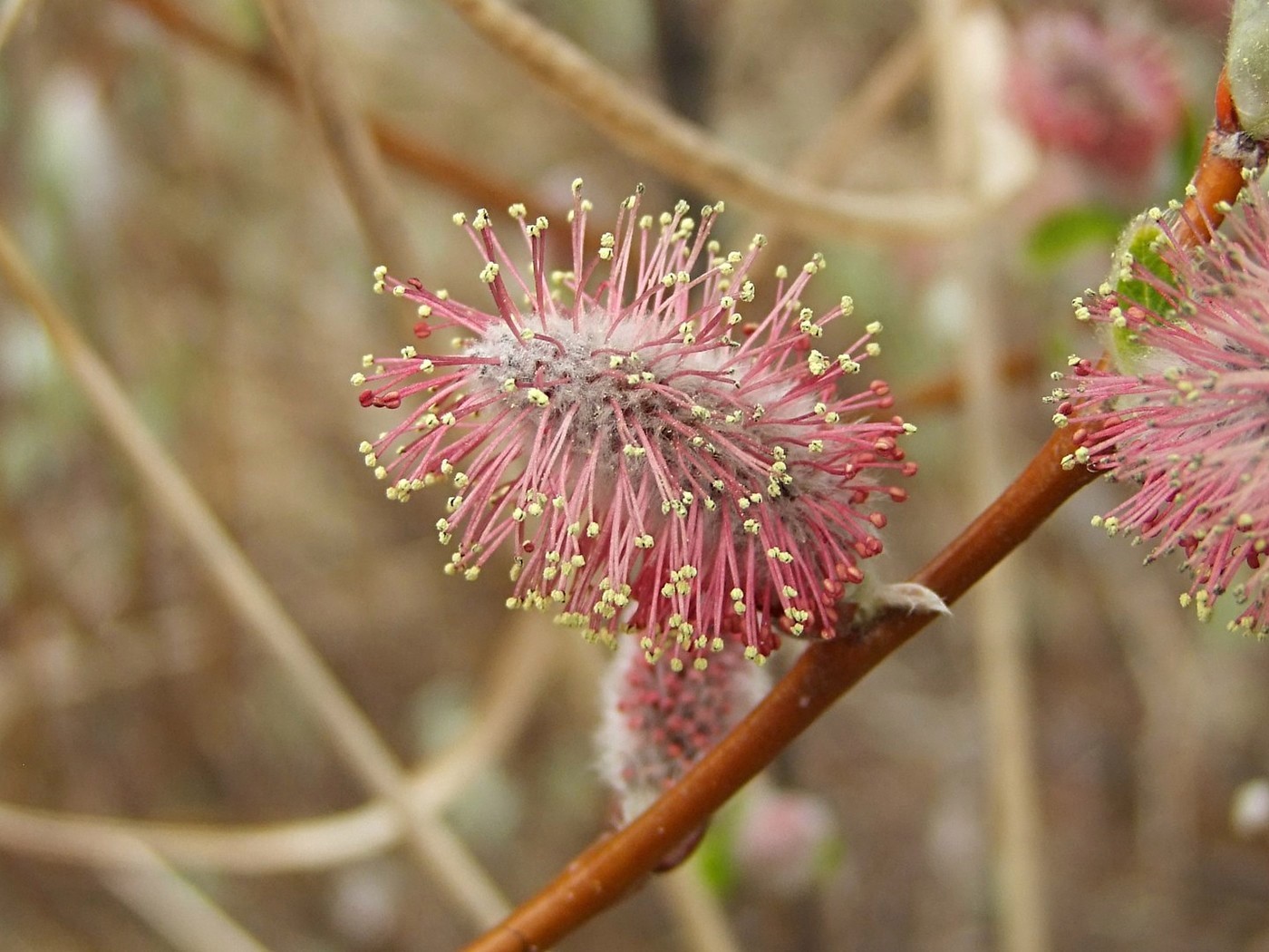 Image of Salix krylovii specimen.