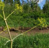 Ferula songarica