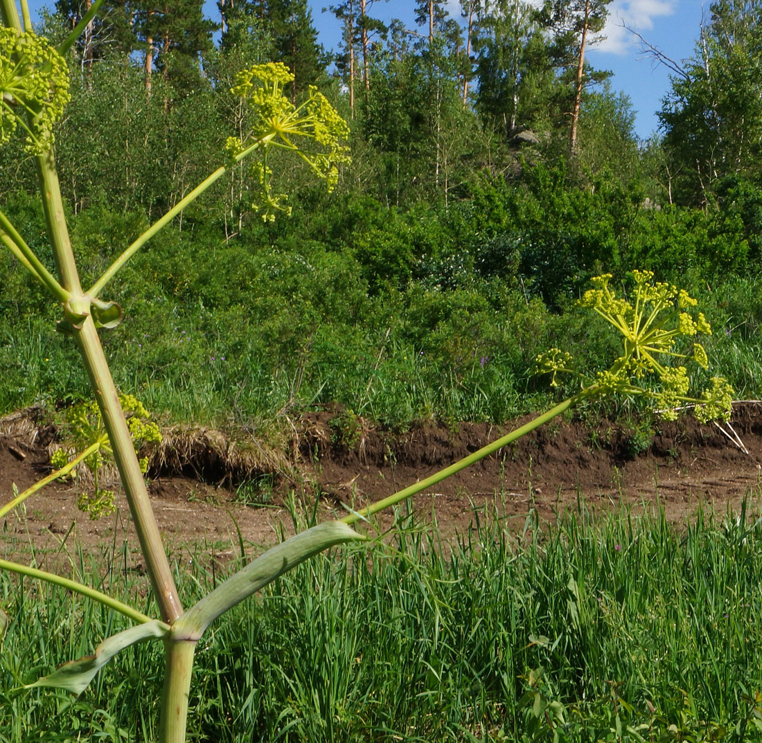 Изображение особи Ferula songarica.