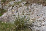 Achnatherum calamagrostis. Плодоносящее растение. Черногория, г. Цетине (Cetinje), дорога к мавзолею митрополита Данило, скальное обнажение среди букового леса. 10.10.2014.