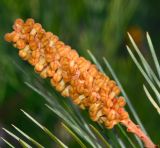 Grevillea hodgei