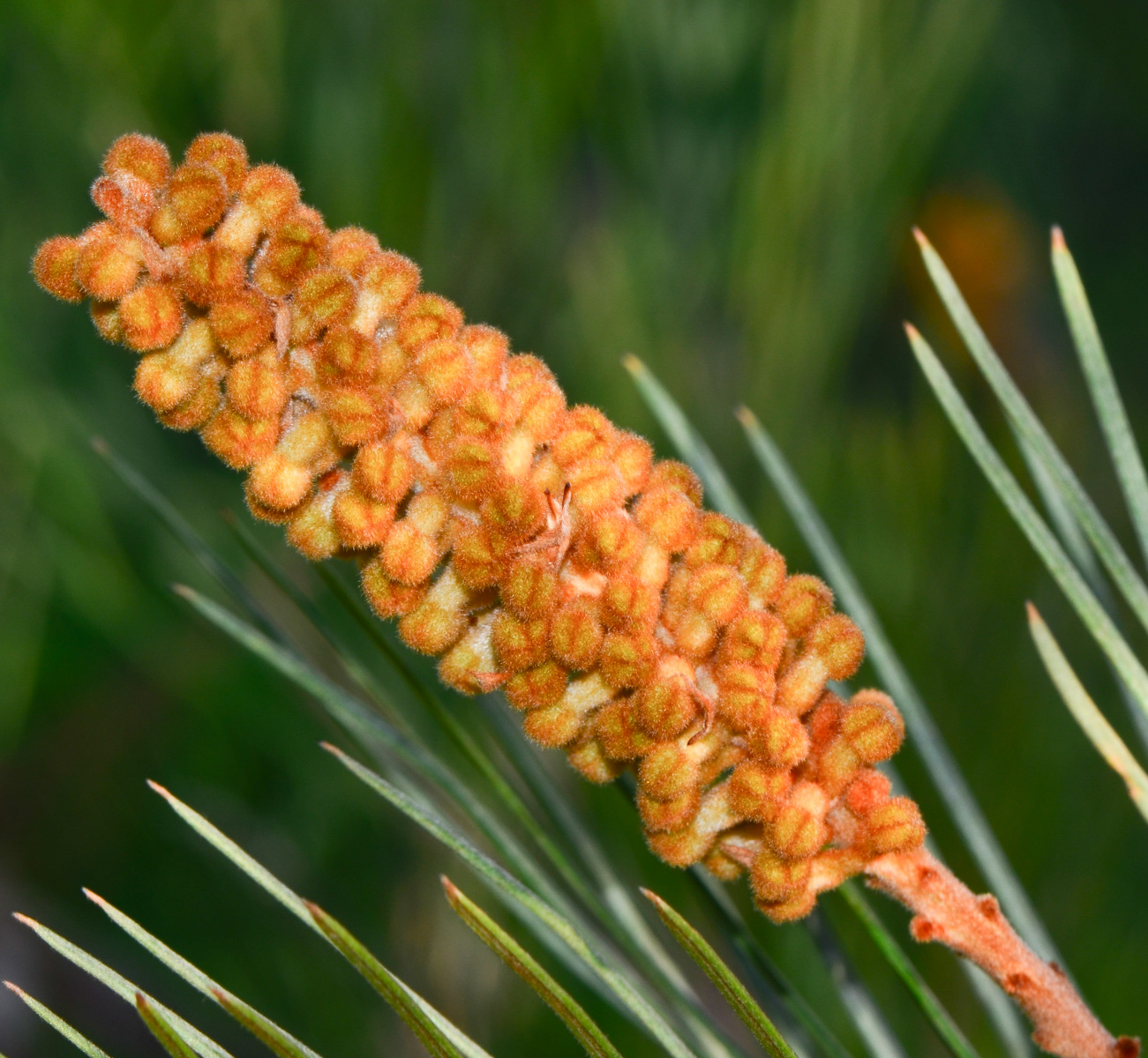 Image of Grevillea hodgei specimen.