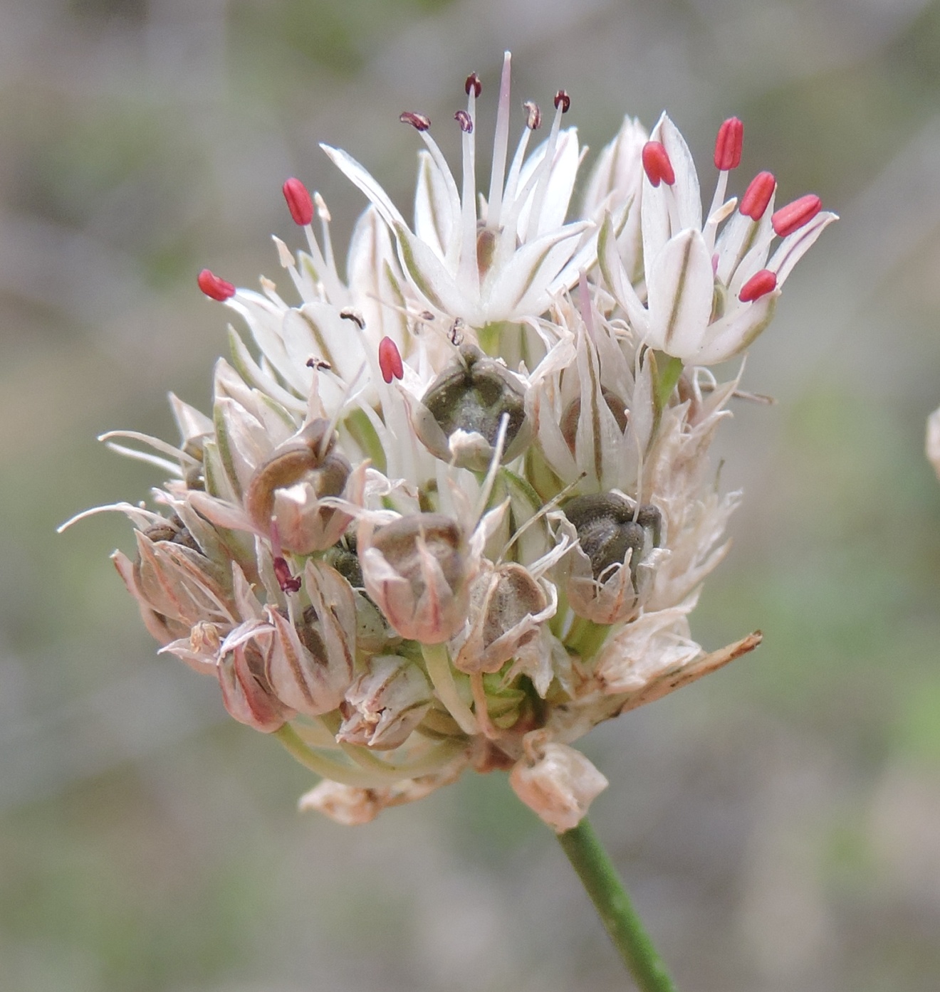 Image of Allium leptomorphum specimen.