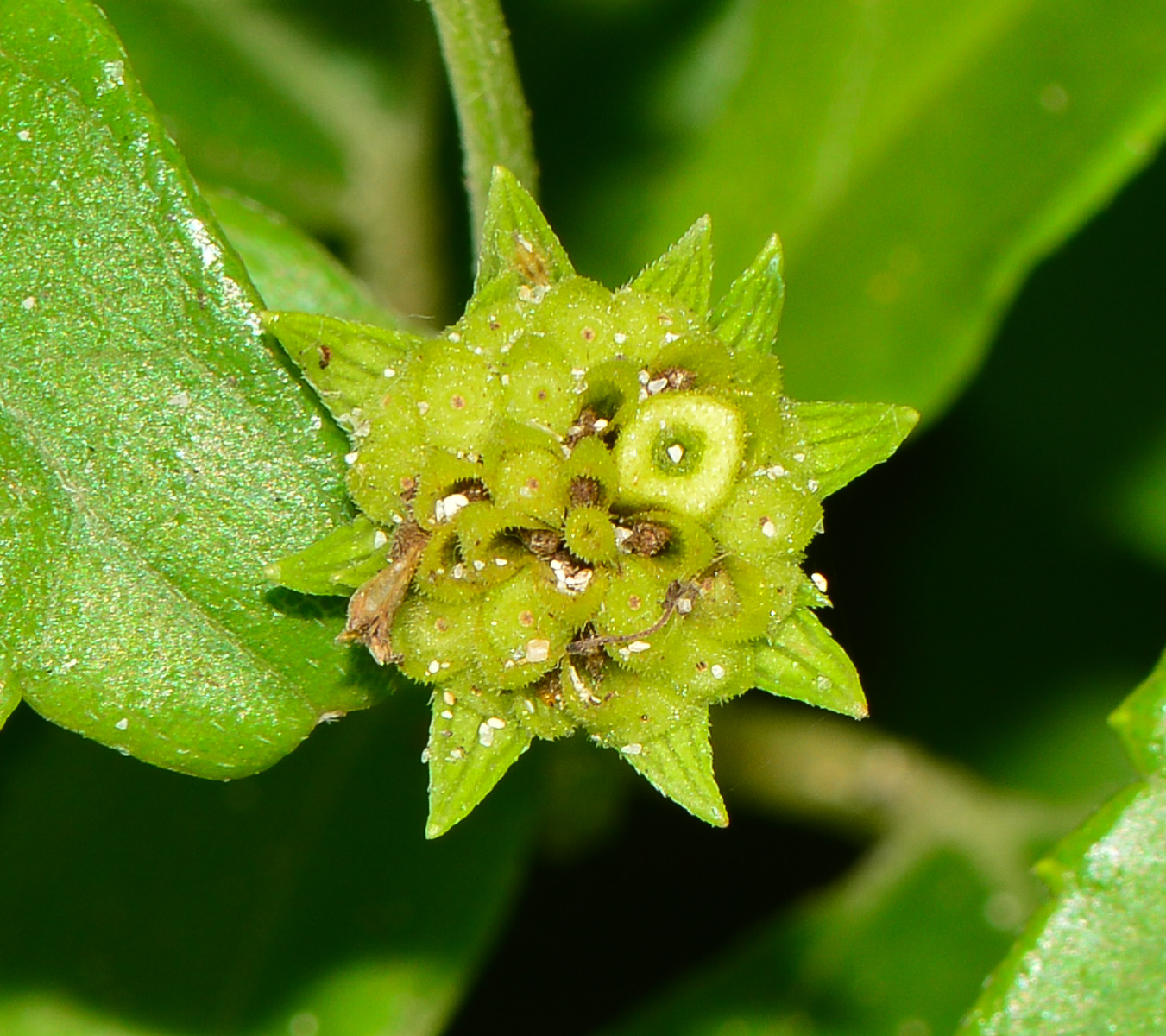 Image of Melanthera biflora specimen.