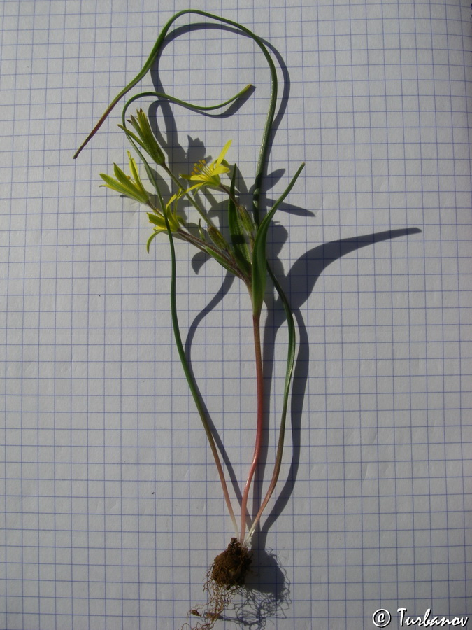 Image of Gagea villosa specimen.