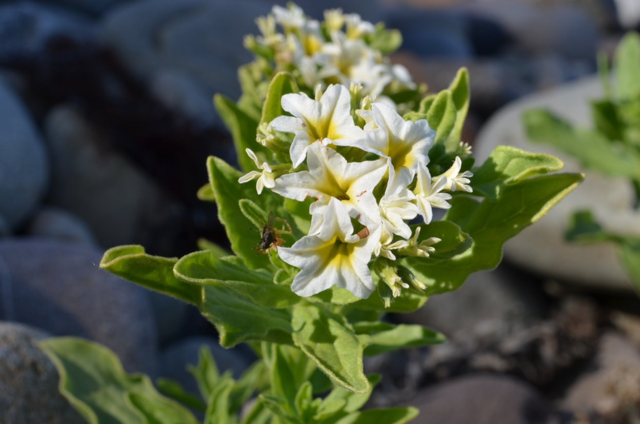 Изображение особи Argusia sibirica.