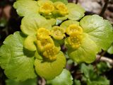 Chrysosplenium alternifolium