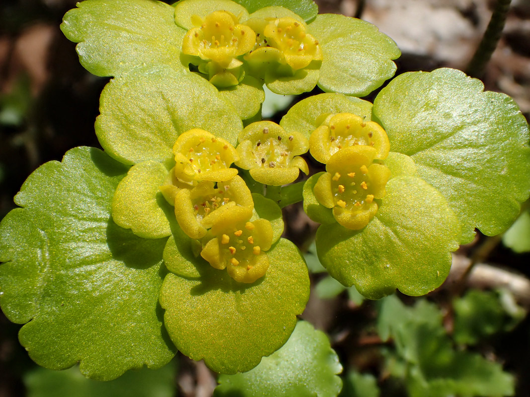 Изображение особи Chrysosplenium alternifolium.